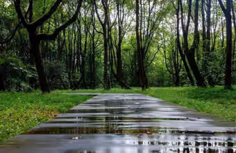 Recovery & China Experience 3 Bamboo pathway
